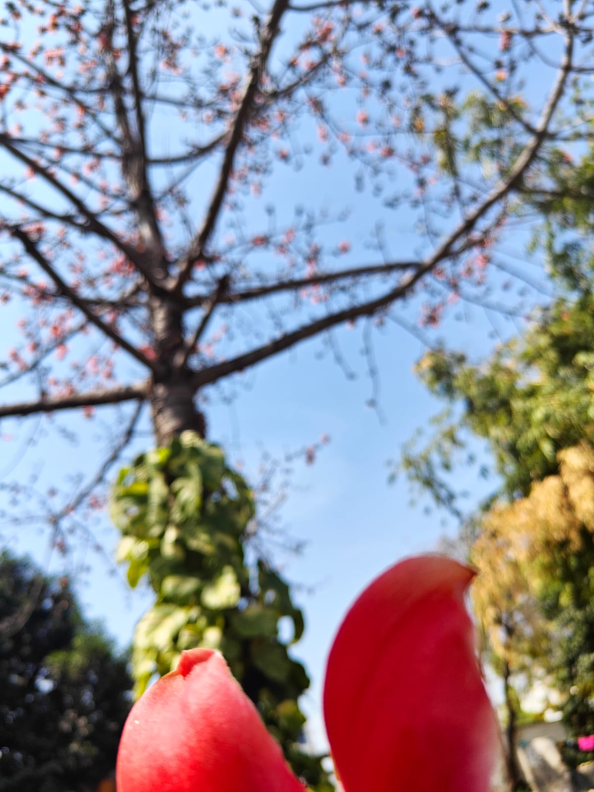 Silk Cotton Flower Detail